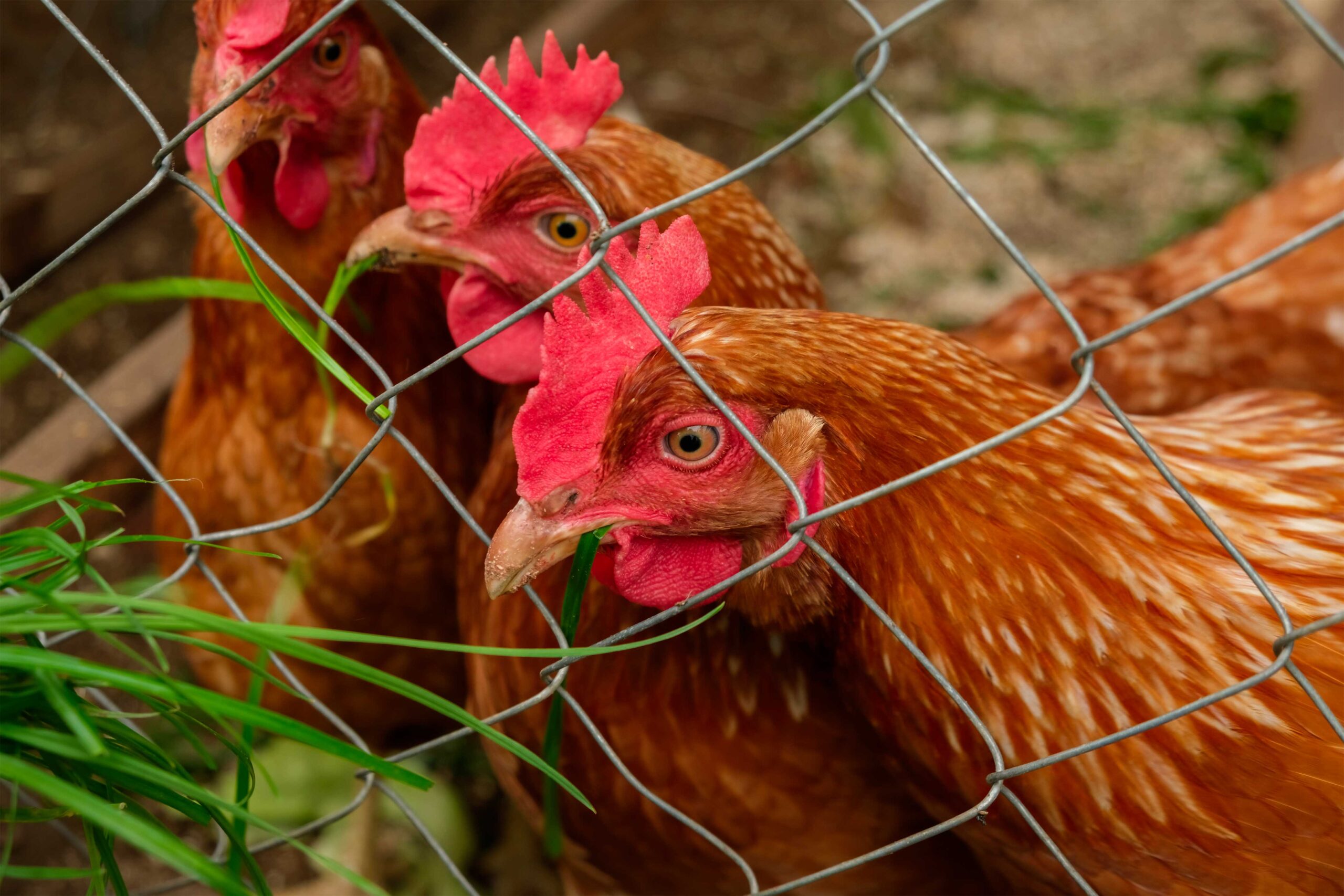 La Corretta Alimentazione per Galline Ovaiole