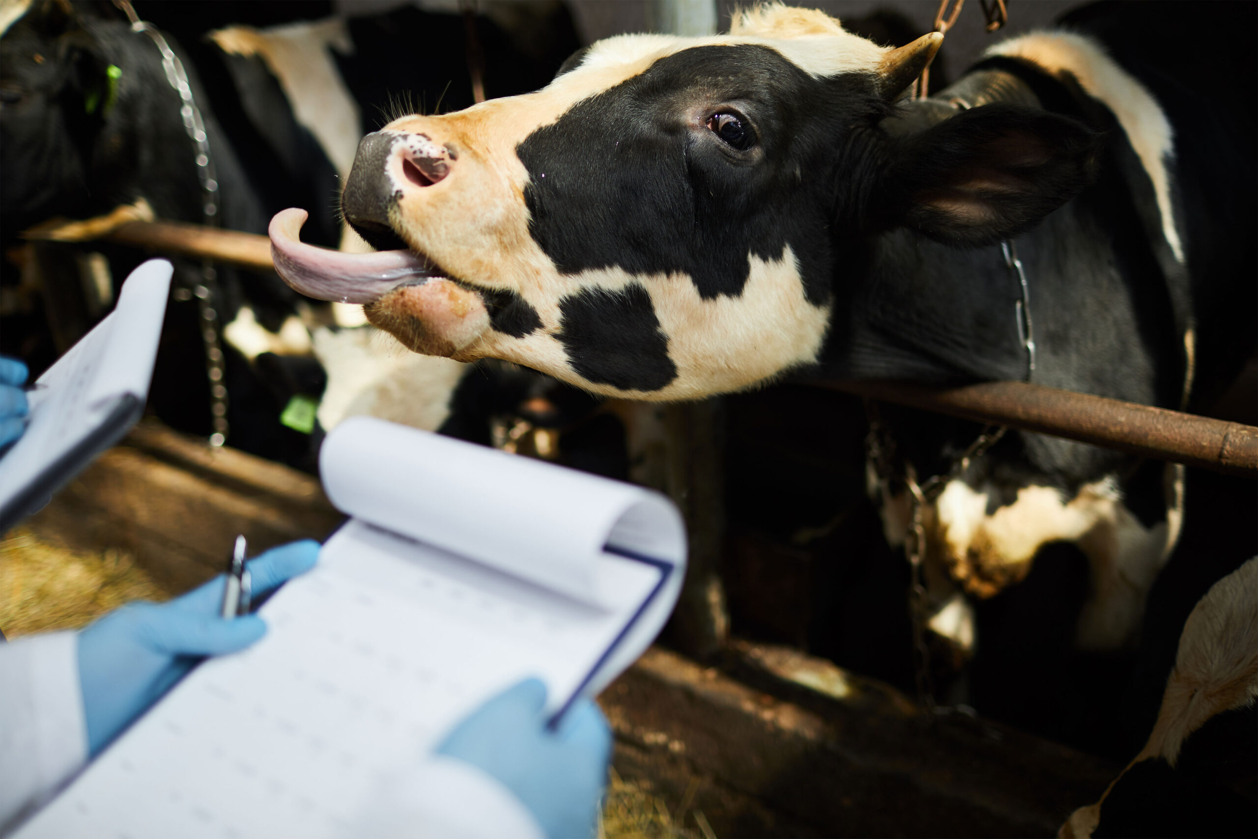 Allevamento Bovini da Carne | La Mortalità del Vitello